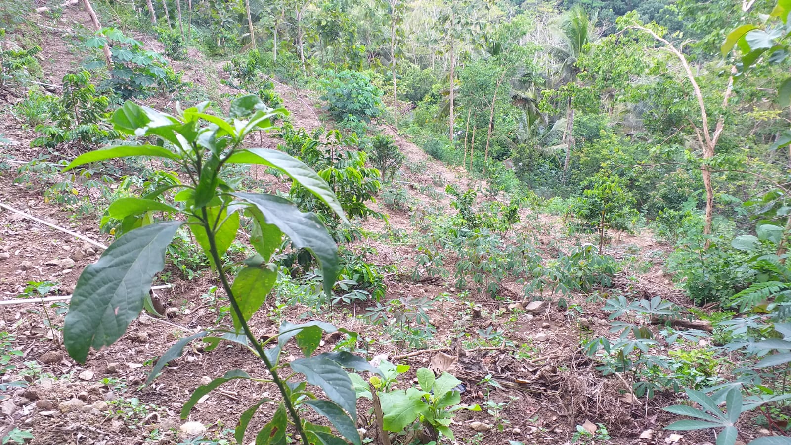 Memanfaatkan Lahan di Lereng Perbukitan